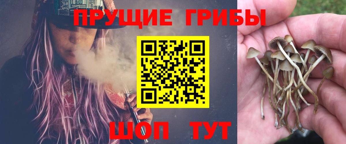 Псилоцибиновые грибы GOLDEN TEACHER Щёлково